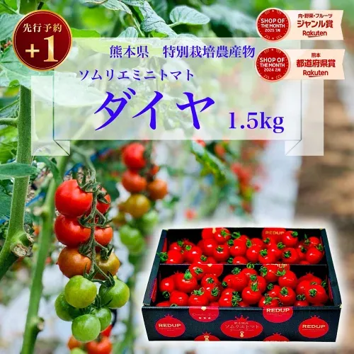 \予約 plus1/ 1個買うと1個無料 とまと ミニトマト 送料無料 【 特別栽培農産物 】ソムリエミニトマト ダイヤ 1.5kg トマト レシピ トマトジュース プチトマト プレゼント ギフト 内祝い ダイエット ふるさと 楽天市場 ネットショッピング sale セール プチギフト 熊本