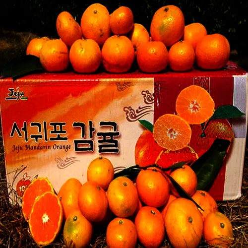 (신선집중) 무조건당일발송 첫출하 특가세일 극조생 감귤 5kg 로얄랜덤소과(2s-m)