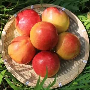 경북 새콤달콤 고당도 후무사 왕자두 2kg 특 (개당 70gg내외)