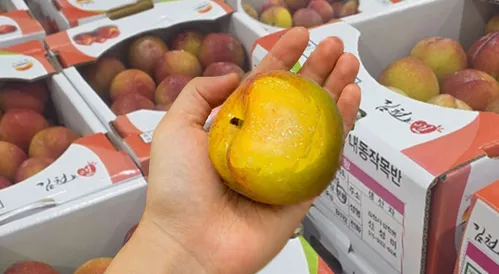 국내산 아삭달콤 추희자두 대과(90g 내외) 1kg 2kg 3kg